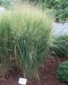 Northwind Switchgrass